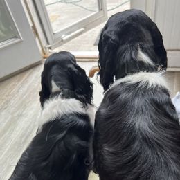 English Springer Spaniel All Grown Up from Llewellyn Farms English Springer Spaniels