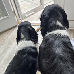 English Springer Spaniel All Grown Up from Llewellyn Farms English Springer Spaniels