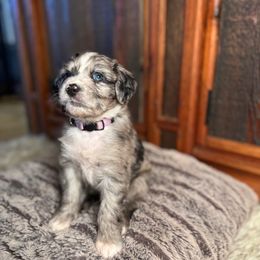 Luna - Blue merle female Australian Shepherd puppy in Columbia Falls, Montana from Firefly Horse Co Wellness Retreat Center