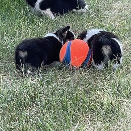 American Corgi and Pembroke Welsh Corgi Puppies from Bone Creek Ranch