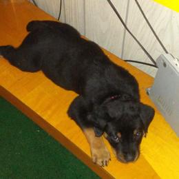 Rottweiler Puppies from Gregory Mulkey's Rottweilers