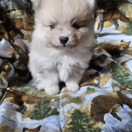 Pomeranian Puppies from Grand Poms