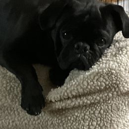 Augie - Pug