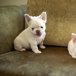 French Bulldog Puppies from Christine's French Bulldogs