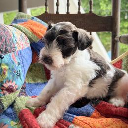 Shazam choc - Parti male Miniature Schnauzer puppy in Oneida, Tennessee from Saving Grace