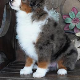 Blue Merle 1 - Blue merle male Miniature Australian Shepherd puppy in Lawton, Oklahoma from Lindsey’s Aussies