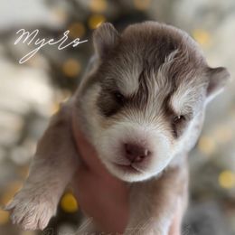 Myers - Red and white male Siberian Husky puppy in Manteca, California from Wolves with Amor