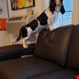 Basset Hound All Grown Up from Renaissance Bassets