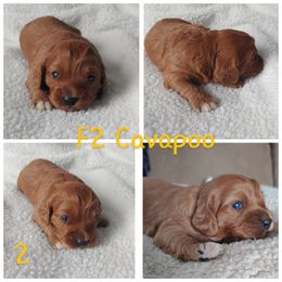 Cavapoo Puppies from Cavapoo Acres
