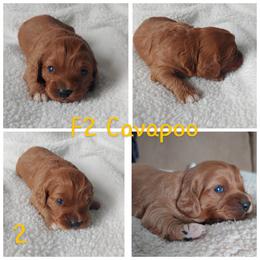 Cavapoo Puppies from Cavapoo Acres