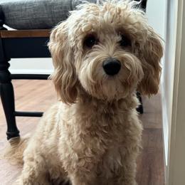 Buttercup - Poodle