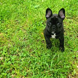 French Bulldog Puppies from Wulfrano Viveros