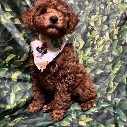 Poodle Puppies from Firebird Toy Poodles
