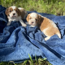 Cavalier King Charles Spaniel and Pembroke Welsh Corgi Puppies from Puppy PlayPen