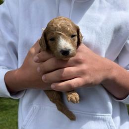 Light pink - Red  female Poodle puppy in Pasco, Washington from Dayton Farms