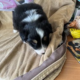 Australian Shepherd Puppies from Fly by Nite Australian Shepherds