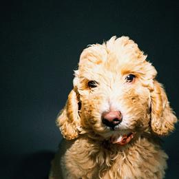 Puppy 5 collar orange - Cream female Goldendoodle puppy in Kileen, Texas from Cooper Goldendoodle
