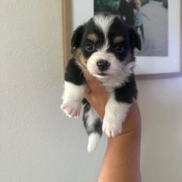 Ford - Black and tan male Pembroke Welsh Corgi puppy in Red Bluff, California from Wilder Ranch Corgis