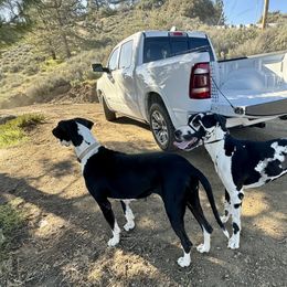 Dachshunds and Great Danes from KIAYA BUTLER