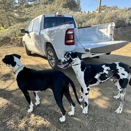 Dachshunds and Great Danes from KIAYA BUTLER