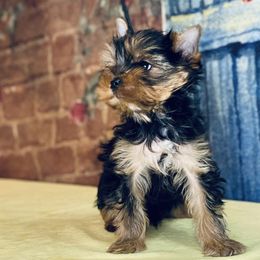 Yorkshire Terrier Puppies from Gator Garden Yorkies