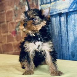 Yorkshire Terrier Puppies from Gator Garden Yorkies