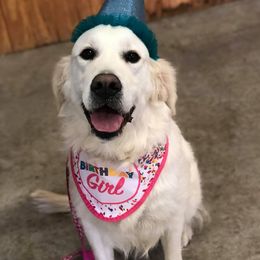 Elle - Golden Retriever