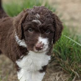 Aussiedoodles from PDXdoodles