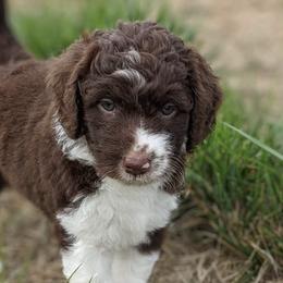 Aussiedoodles from PDXdoodles