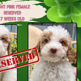 Light Pink Girl: Apricot & White Parti - Parti Goldendoodle puppy in Raceland, Louisiana from Cajun Doodles