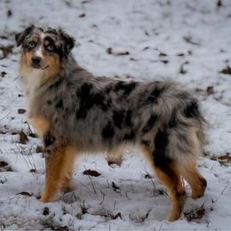 Piña - Blue merle female Australian Shepherd puppy in Tyner, Kentucky from Lil’ Town Aussies