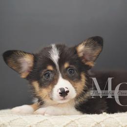 Truffle - Tri - Black and tan male Pembroke Welsh Corgi puppy in Straughn, Alabama from Magnolia Creek Corgis