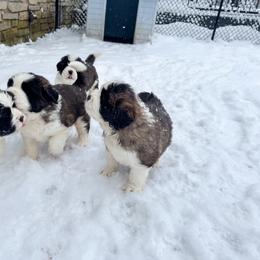 Saint Bernard Puppies from Northwoods Saint Bernards