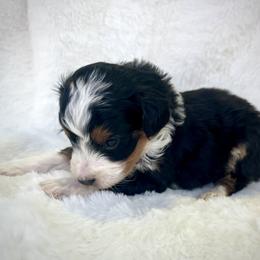 Aspen - Black tri-color male Aussiedoodle puppy in Paoli, Indiana from Brambleberry Doodles