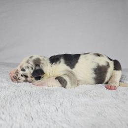 Lacey - Blue merle female Catahoula Leopard Dog puppy in Doerun, Georgia from Twig & Tail Puppies
