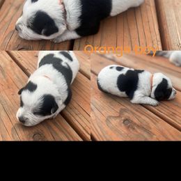 Orange boy - Blue male Australian Cattle Dog puppy in Oregon from Willamette Valley Heelers