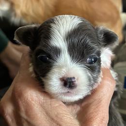 Charlotte - Blue and white female Chihuahua puppy in Menifee, California from Lane’s Little Long Coats