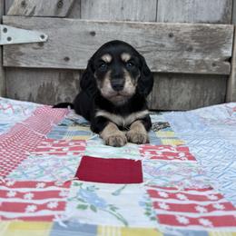 Sterling - Black and cream male Dachshund puppy in Squires, Missouri from Hudson’s Hounds