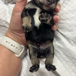 B3 - Black and silver male Miniature Schnauzer puppy in Sugar Land, Texas from Ana's Black & Silver Schnauzers