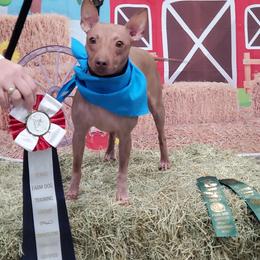 Lucy - American Hairless Terrier