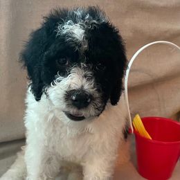 Bernedoodle Puppies from Willow’s Bernedoodle Angels