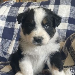 Australian Shepherd Puppies from Bears Paw Aussies
