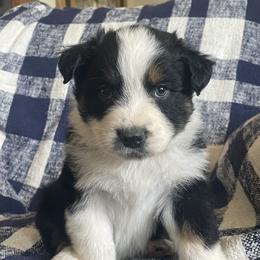 Australian Shepherd Puppies from Bears Paw Aussies