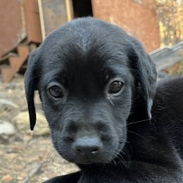 Labrador Retriever and Pembroke Welsh Corgi Puppies from Burress Family Farm and Kennels
