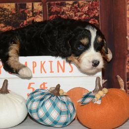 Male 2 - Tri-color male Bernedoodle puppy in Moulton, Iowa from Shondel Puppy Paws