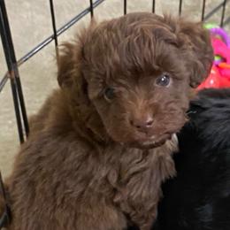 Little male - Brown and white male Aussiedoodle puppy in Spring Hill, Tennessee from Duke's Mini & Toy Australian Shepherds & Aussiedoodles