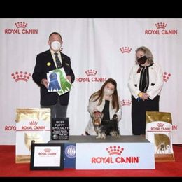 "Ella" Yorkshire Terrier Puppies from Sassyville Yorkies