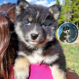Pomsky Puppies from Runamok Farm