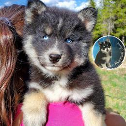 Pomsky Puppies from Runamok Farm