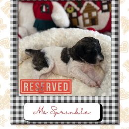 Sprinkle - Parti female Poodle puppy in Ocean Springs, Mississippi from Forever Summer Standard Poodles